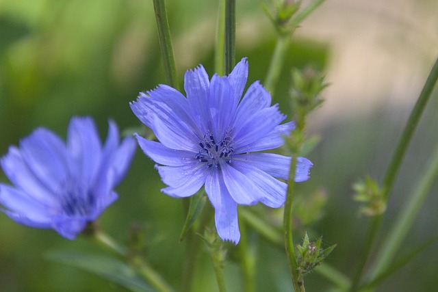 chicory